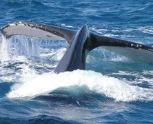 baleine-sainte-marie1